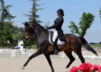Vente de cheval : Handyboy